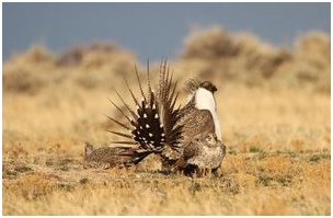 20150603_nr_endangered sage-grouse numbers on the rise.jpg